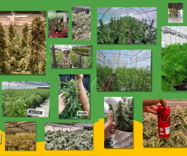 Th 11134210 7r98u ls2h86wgwei696